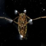 تصاویر; برندگان مسابقه عکاسی علمی انجمن سلطنتی 2025