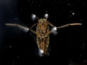 تصاویر; برندگان مسابقه عکاسی علمی انجمن سلطنتی 2025