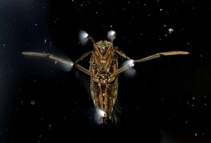 تصاویر; برندگان مسابقه عکاسی علمی انجمن سلطنتی 2025 33 تصاویر; برندگان مسابقه عکاسی علمی انجمن سلطنتی 2025