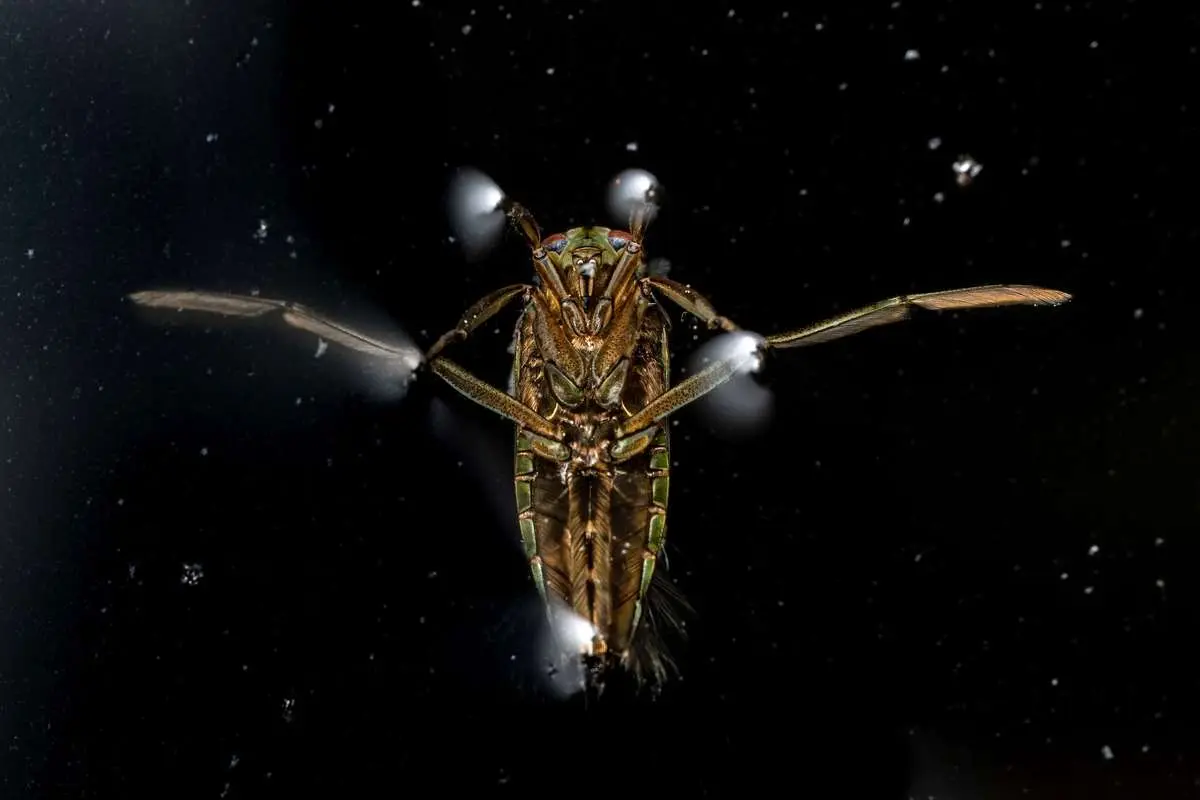 تصاویر; برندگان مسابقه عکاسی علمی انجمن سلطنتی 2025