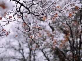 زمستان 1404: عاشقانه احسان علیخانی با "درد و نفرین" 15 زمستان 1404: عاشقانه احسان علیخانی با "درد و نفرین"