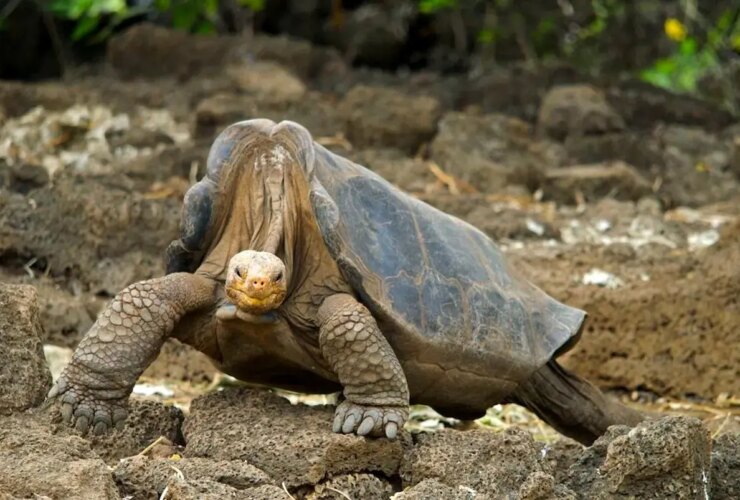 lone george لاک پشت غول پیکری که با مرگش تاریخ ساز شد!