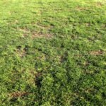 فاجعه ای به نام چمن شهر قدس