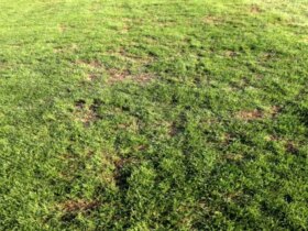 فاجعه ای به نام چمن شهر قدس 8 فاجعه ای به نام چمن شهر قدس