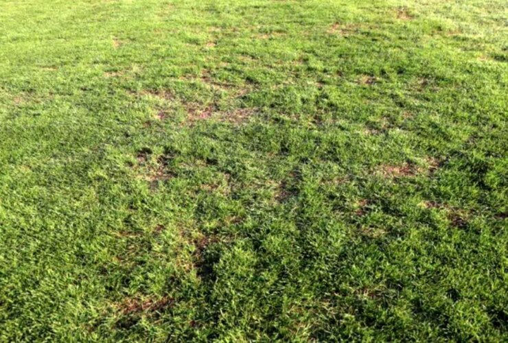 فاجعه ای به نام چمن شهر قدس