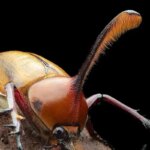 شاخ های کشنده سوسک نر سلاحی برای عشق و رقابت است