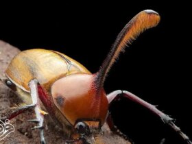 شاخ های کشنده سوسک نر سلاحی برای عشق و رقابت است