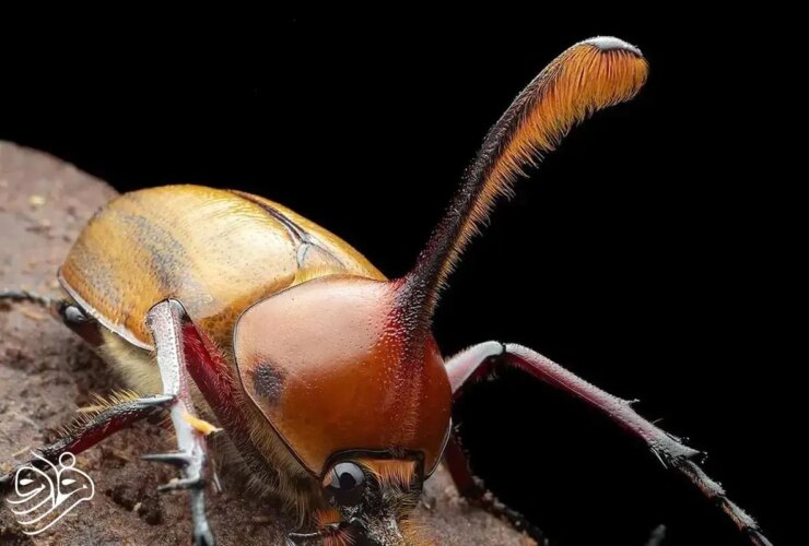 شاخ های کشنده سوسک نر سلاحی برای عشق و رقابت است 44 شاخ های کشنده سوسک نر سلاحی برای عشق و رقابت است