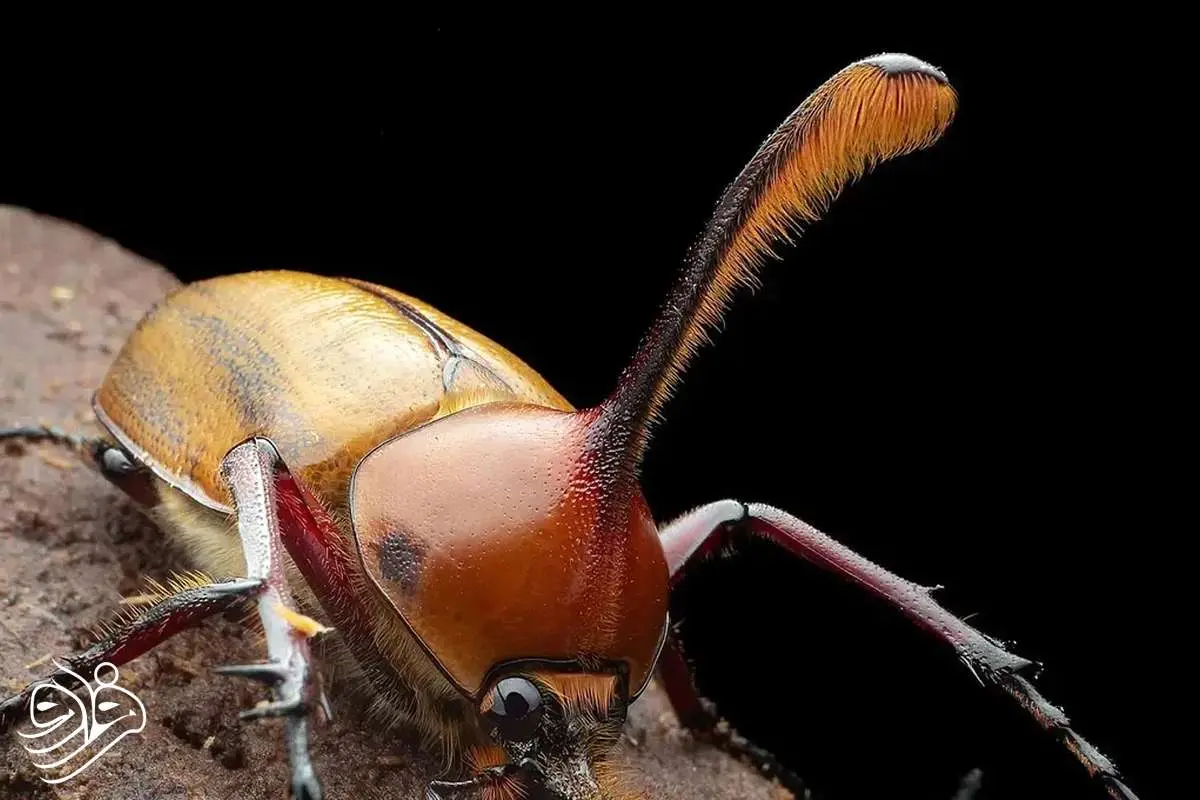 شاخ های کشنده سوسک نر سلاحی برای عشق و رقابت است 1 شاخ های کشنده سوسک نر سلاحی برای عشق و رقابت است