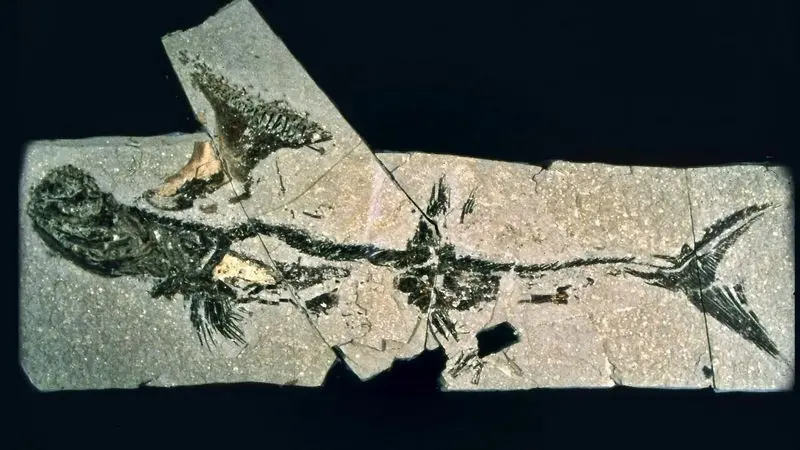 کوسه 330 میلیون ساله در قلب یک منطقه مسکونی پیدا شد! 5 کوسه