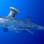 یک کوسه 330 میلیون ساله در قلب یک منطقه مسکونی پیدا شد!