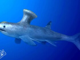 یک کوسه 330 میلیون ساله در قلب یک منطقه مسکونی پیدا شد!