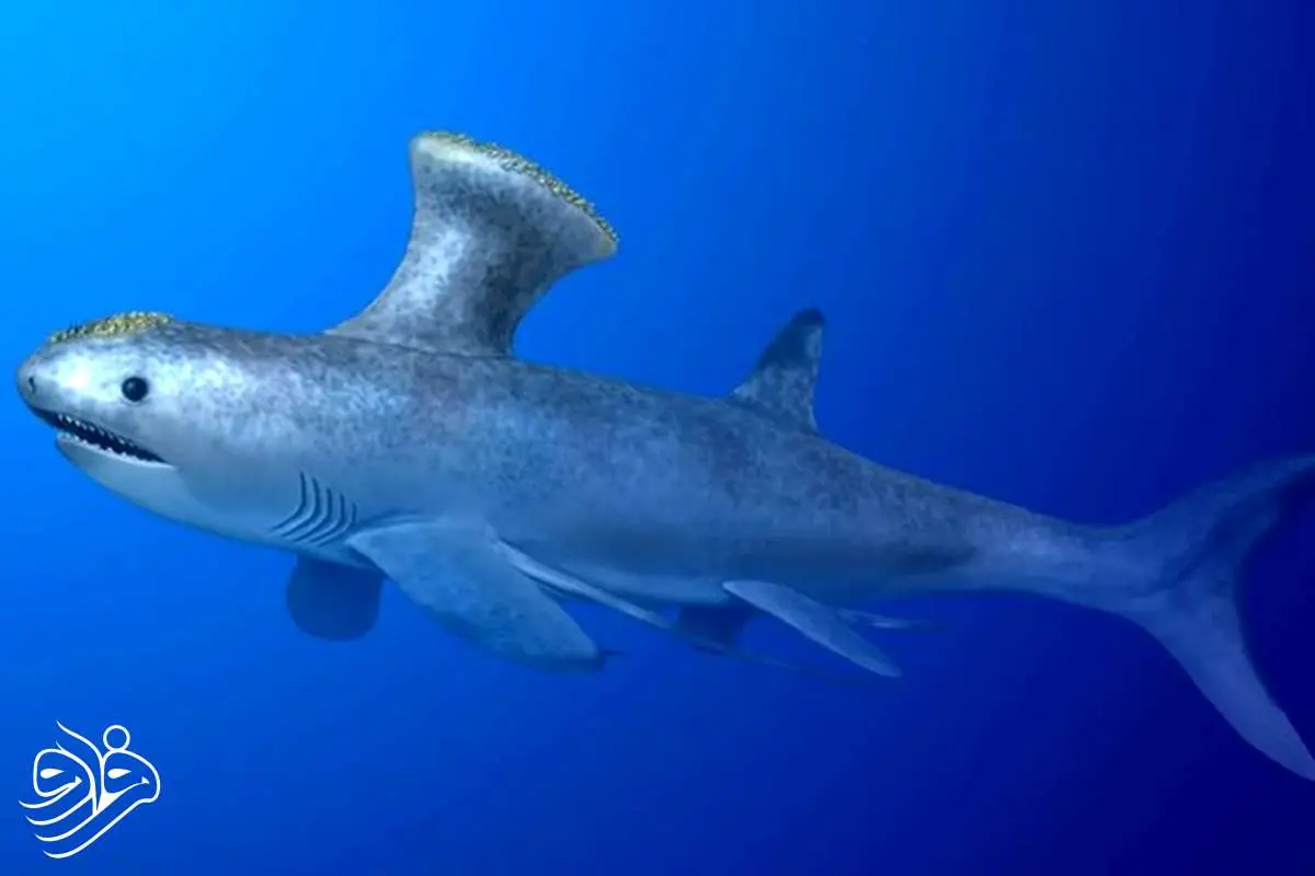 کوسه 330 میلیون ساله در قلب یک منطقه مسکونی پیدا شد! 1 یک کوسه 330 میلیون ساله در قلب یک منطقه مسکونی پیدا شد!