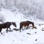 تصاویر; سوادکوه در آغوش سفید زمستان