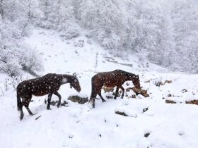 تصاویر; سوادکوه در آغوش سفید زمستان 8 تصاویر; سوادکوه در آغوش سفید زمستان