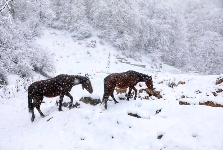 تصاویر; سوادکوه در آغوش سفید زمستان