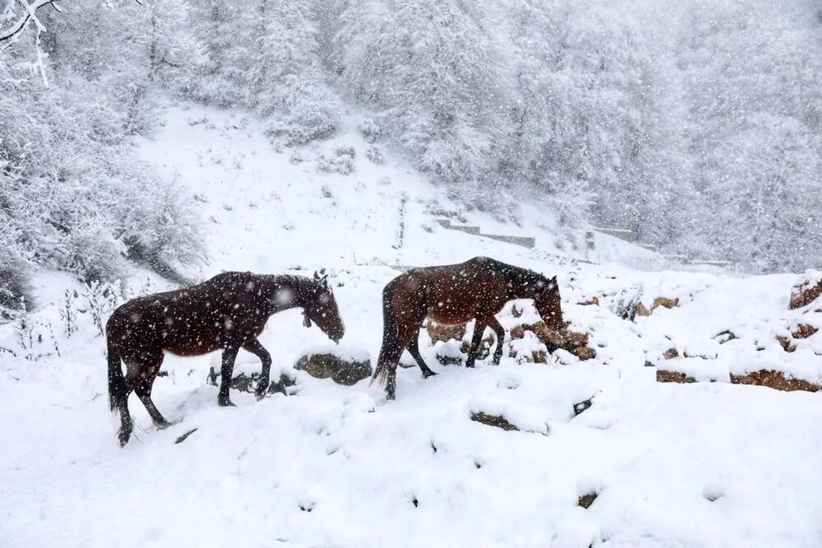 تصاویر; سوادکوه در آغوش سفید زمستان