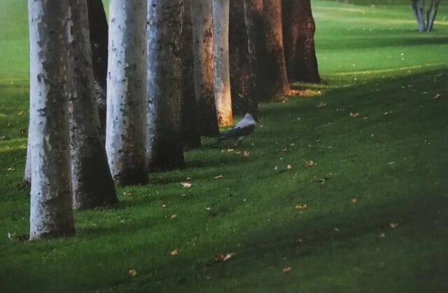 مجموعه ای از عکس های عباس کیارستمی