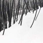 چرا عکس های کیارستمی معروف شد؟