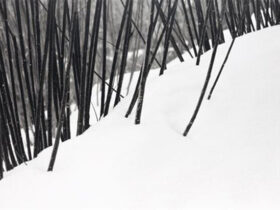 چرا عکس های کیارستمی معروف شد؟ 8 چرا عکس های کیارستمی معروف شد؟