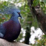 بزرگترین کبوتر جهان: شاهکار بالدار با تاج سلطنتی