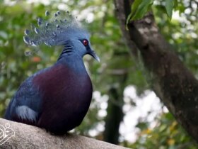 بزرگترین کبوتر جهان: شاهکار بالدار با تاج سلطنتی 8 بزرگترین کبوتر جهان: شاهکار بالدار با تاج سلطنتی