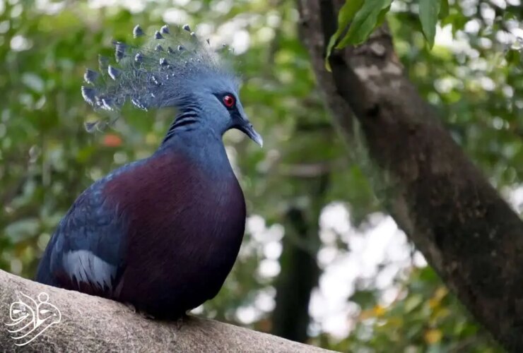 بزرگترین کبوتر جهان: شاهکار بالدار با تاج سلطنتی