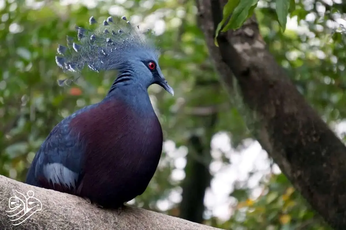 بزرگترین کبوتر جهان: شاهکار بالدار با تاج سلطنتی 1 بزرگترین کبوتر جهان: شاهکار بالدار با تاج سلطنتی