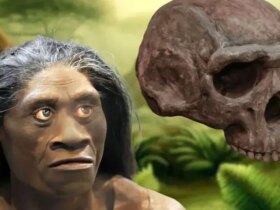 چگونه تغییرات آب و هوایی باعث انقراض مردم فلورزی شد؟ 8 فلور انسان