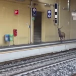 آهوها در اطراف ایستگاه قطار سرگردانند