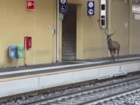 آهوها در اطراف ایستگاه قطار سرگردانند 9 آهوها در اطراف ایستگاه قطار سرگردانند