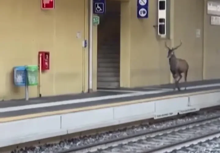 آهوها در اطراف ایستگاه قطار سرگردانند