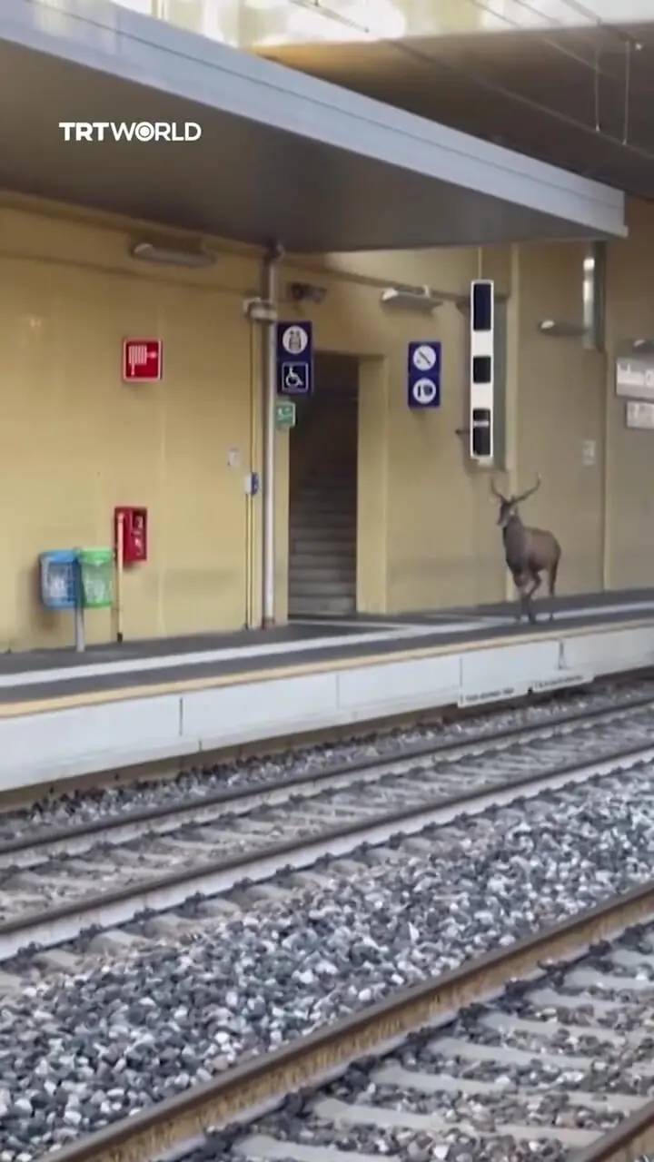 آهوها در اطراف ایستگاه قطار سرگردانند