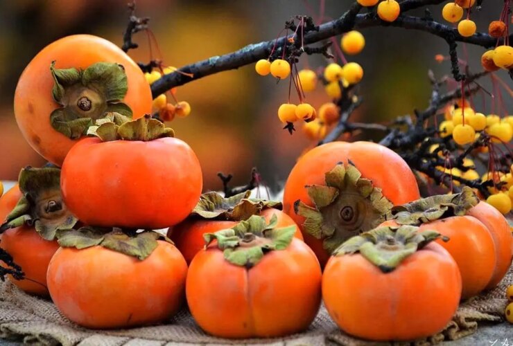 آیا واقعا خرما باعث انسداد روده می شود؟/ چگونه خرما بخوریم؟