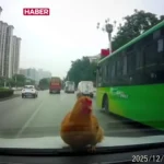 افتادن مرغ روی خودروی در حال حرکت!