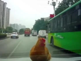 افتادن مرغ روی خودروی در حال حرکت!