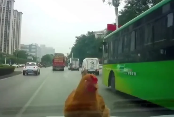 افتادن مرغ روی خودروی در حال حرکت!