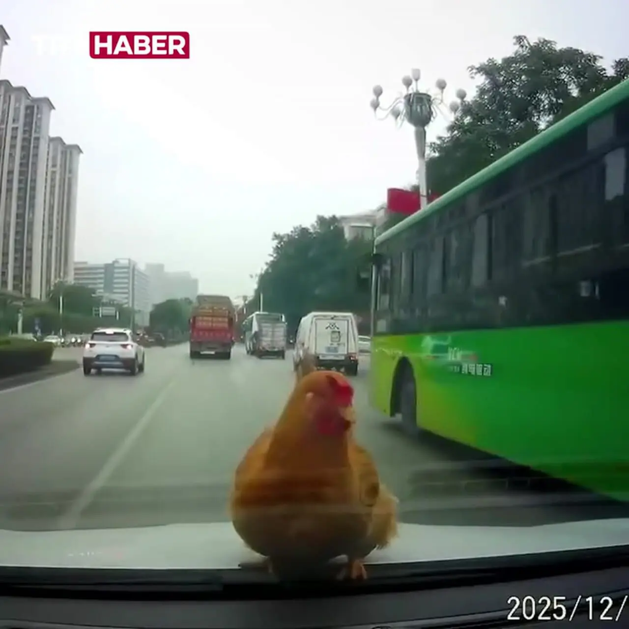 افتادن مرغ روی خودروی در حال حرکت!