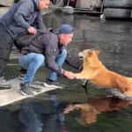 او سگی را که روی آسفالت گیر کرده بود پس از واژگونی کامیون نجات داد