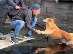 او سگی را که روی آسفالت گیر کرده بود پس از واژگونی کامیون نجات داد 3 او سگی را که روی آسفالت گیر کرده بود پس از واژگونی کامیون نجات داد