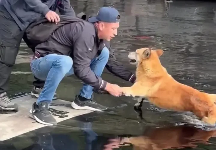 او سگی را که روی آسفالت گیر کرده بود پس از واژگونی کامیون نجات داد 13 او سگی را که روی آسفالت گیر کرده بود پس از واژگونی کامیون نجات داد