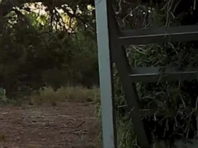 برای دیدن؛ تلاش مذبوحانه یک آهو مادر برای نجات نوزادش از سیاهگوش 9 برای دیدن؛ تلاش مذبوحانه یک آهو مادر برای نجات نوزادش از سیاهگوش