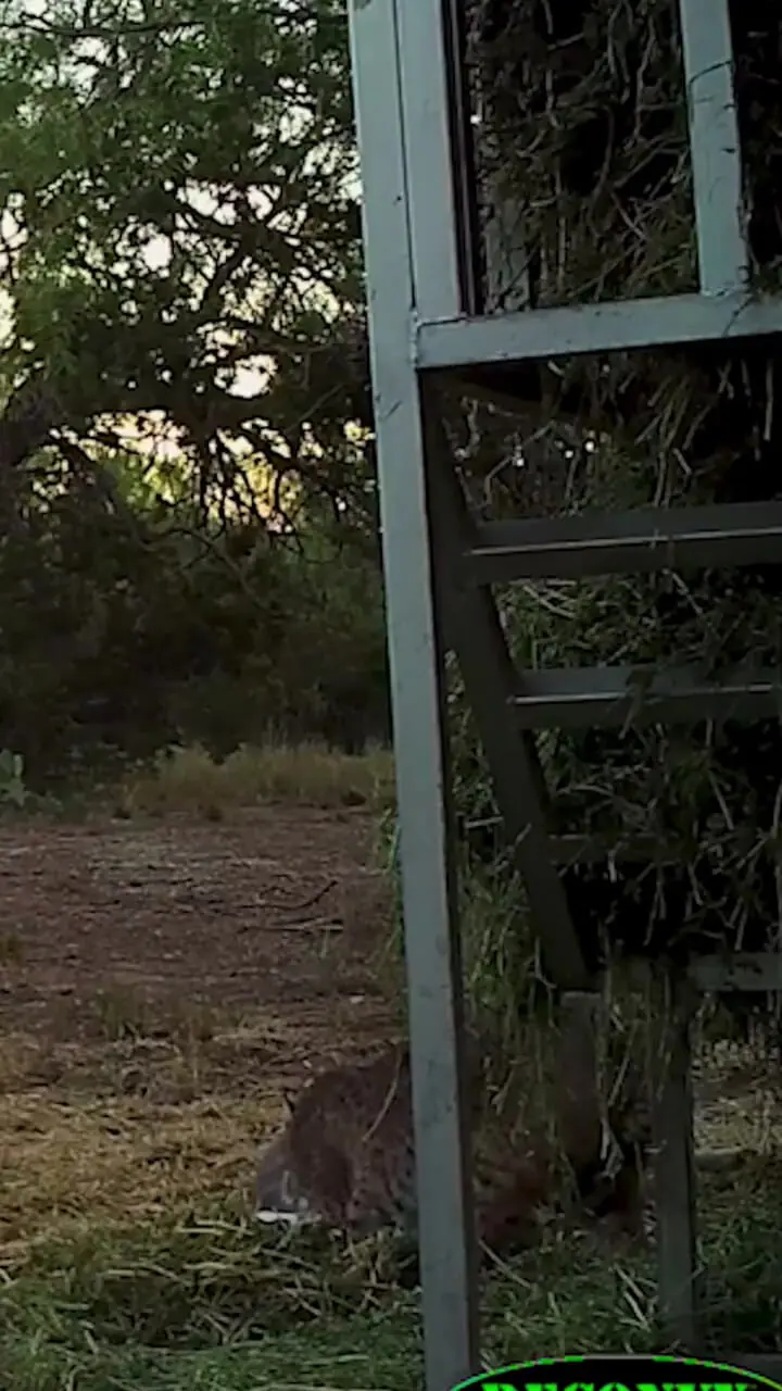 برای دیدن؛ تلاش مذبوحانه یک آهو مادر برای نجات نوزادش از سیاهگوش