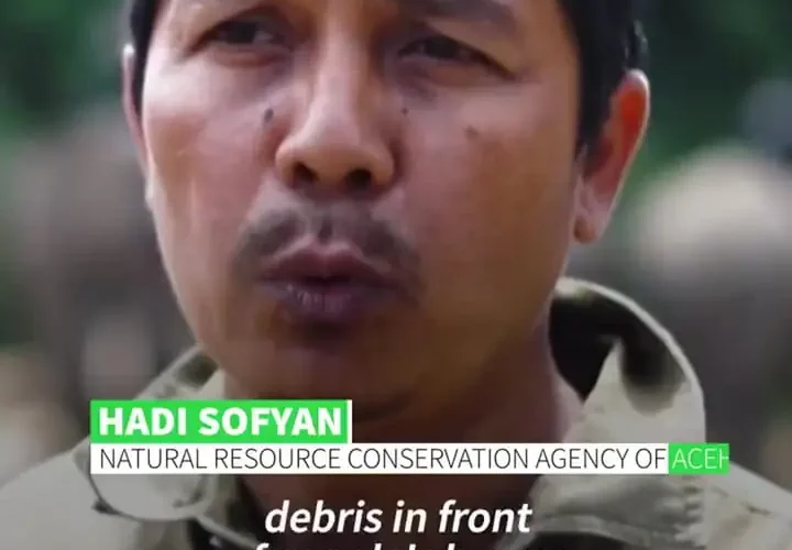 به فیل ها کمک می شود تا زباله ها را در مناطق سیل زده اندونزی پاکسازی کنند 17 به فیل ها کمک می شود تا زباله ها را در مناطق سیل زده اندونزی پاکسازی کنند