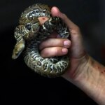 بوآهای کوبایی مثل گرگ شکار می کنند!