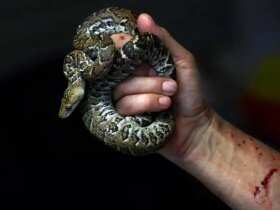 بوآهای کوبایی مثل گرگ شکار می کنند! 8 بوآهای کوبایی مثل گرگ شکار می کنند!