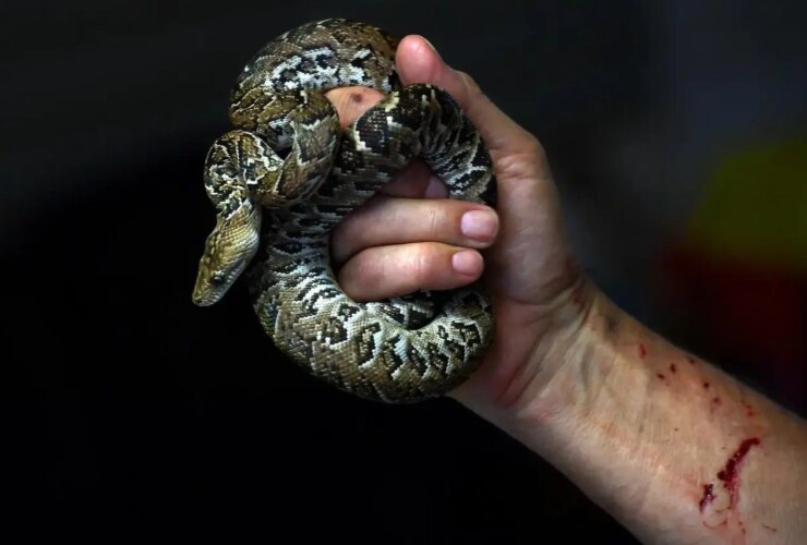 بوآهای کوبایی مثل گرگ شکار می کنند! 20 بوآهای کوبایی مثل گرگ شکار می کنند!