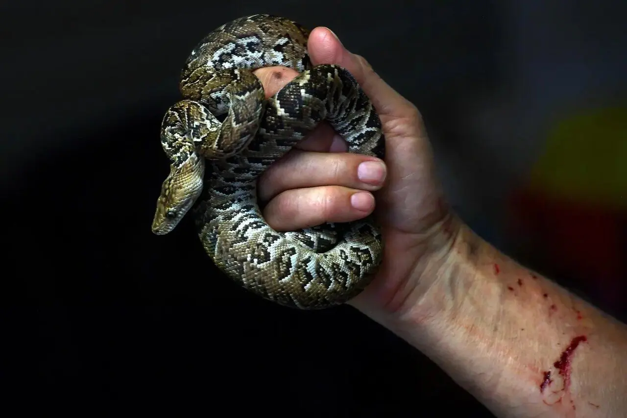 بوآهای کوبایی مثل گرگ شکار می کنند! 1 بوآهای کوبایی مثل گرگ شکار می کنند!