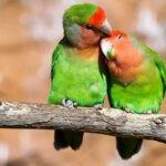 تب طوطی در پرندگان اهلی; این باکتری را جدی بگیرید