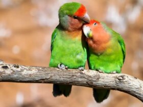 تب طوطی در پرندگان اهلی; این باکتری را جدی بگیرید 8 تب طوطی در پرندگان اهلی; این باکتری را جدی بگیرید